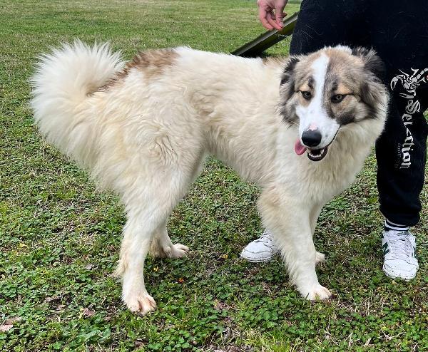 CHICCA SPLENDIDA CAGNOLONA Foto 3
